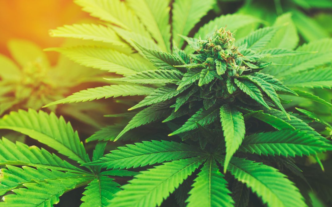 Marijuana Laws in Denver