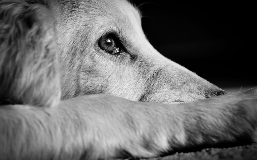 2 Essential Facts on Bail Bonds for Animal Cruelty in Colorado