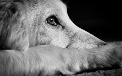 2 Essential Facts on Bail Bonds for Animal Cruelty in Colorado